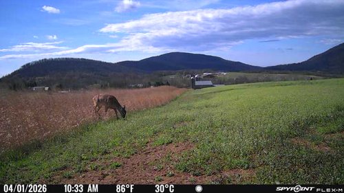 Deer 2025