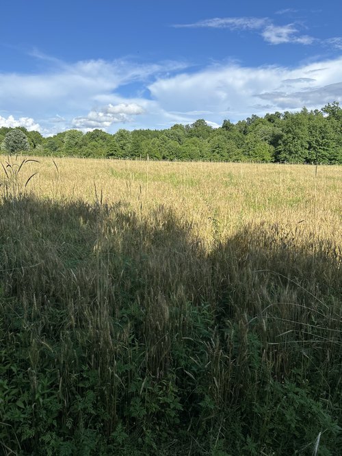 Restored meadow