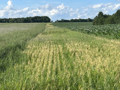 winter habitat-buffer-strip corn