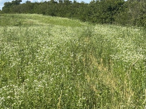 40 foot buffer Strip