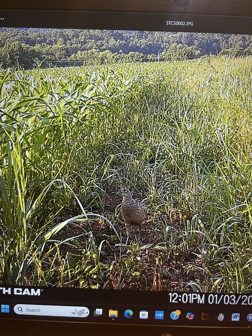 Hen Pheasant 2025
