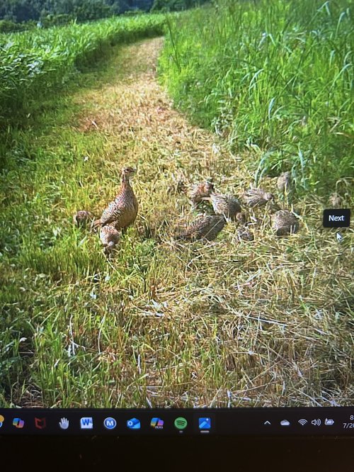 Pheasant clutch 2025