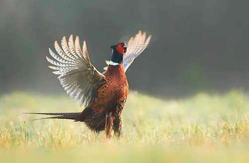 Ringneck rooster Mercersburg